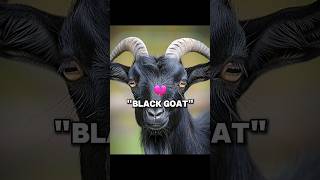 "Black Goat" 💀 | #goat #black #blackgoat #goats #pele #joke #funny #meme #football #viral #trend