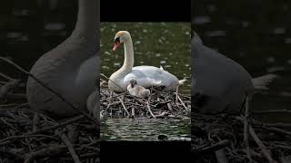 Birdphotography The Swan #birdphotography  #naturephotography #wildlifephotography #germany #shorts