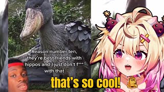 This Bird Befriends HIPPOS!? | Rosiebellmoo Reacts To Casual Geographic