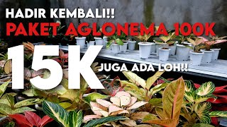 HARGA TURUN LAGI | OBRAL AGLONEMA TERLARIS COCOK BUAT PEMULA MULAI 15 RIBU