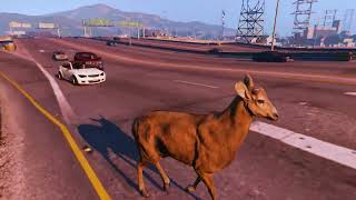 Animals on the road racing with cars in GTA5 with refreshing music #gtav