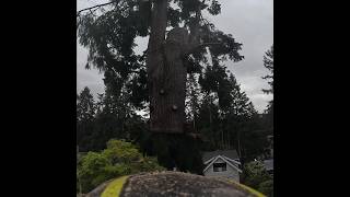 Part 3 #shorts #treework #chainsaw #arborist #dangerous #treeremoval #crane #stihl #gopro #work #diy