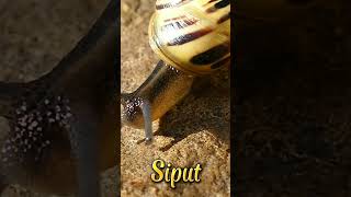 Siput