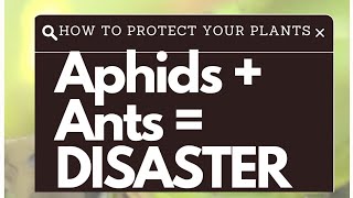 DO THIS if you have APHIDS and ANTS!