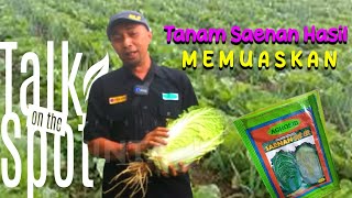 Tanaman Tahan Terhadap Akar Gada Pake Benih Saenan Panen Memuaskan