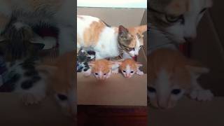 Они такие очаровательные 🐈❤️❤️😻😻 #shortsvideo #catcute #kitten