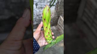 Lemon yellow dragon flower buds  #graftingdragonfruit77