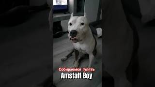 Что думают люди когда АМСТАФФ идёт гулять #amstaff #dog #амстафф #семья #собака #собаки #люди