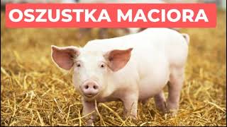 Rozmowy z oszustami - oszustka maciora z jajami #oszust #inwestycje #kryptowaluty