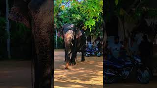 Elephant | Sri Lanka Travel Guide | #shorts