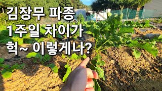 김장무 파종시기 폭염으로 폭망? 남은기간 김장무 굵게 키우려면...