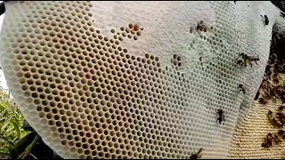 Super Jumbo Honey BeeHive Harvesting - Big Harvesting