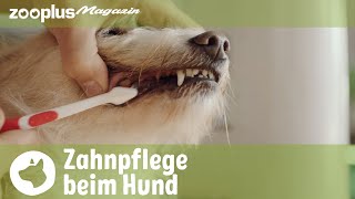 Zahnpflege beim Hund: Warum es so wichtig ist