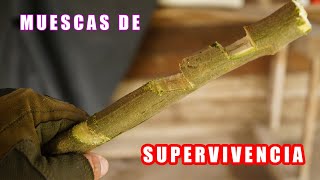 3 TIPOS DE Muescas en la supervivencia - TUTORIAL - YMX supervivencia