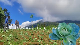 ᥫ᭡Minivlog: Buhay namin sa bundok |Gawain namin sa bundok | Nagtabon ng repolyo | ganap ngayong araw