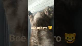 Это просто #кот #cat #домскотом #shorts