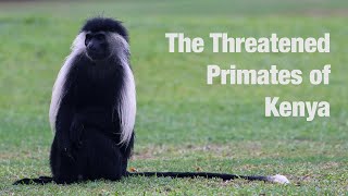 The Threatened Primates Of Kenya