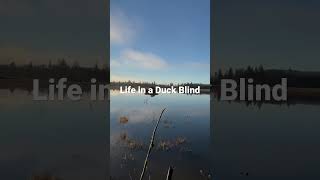 Life in a Duck Blind