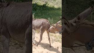 #animals #donkey #youtubeshorts #shortfeed