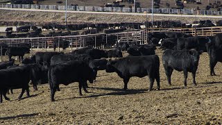 Beef, cattle markets adjust