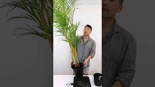 Repotting Huge Golden cane palm :) #houseplants #indoorplants #plantcare #plantshorts #repotting