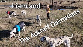 Liam's Dalmatian Dream! Playing with the Adstaff Pack