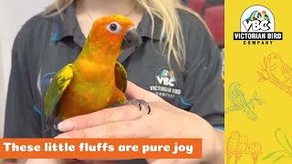 Baby Sun Conures | Victorian Bird Co