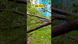 Big tree fall in syclon #ytshort