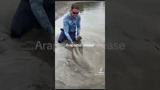 Arapaima released