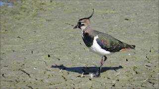 Northern Lapwing (Vanellus vanellus)