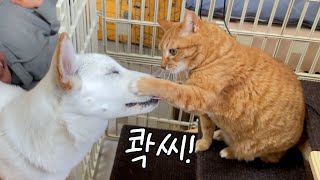 진돗개, 시바견이 고양이와 결코 친해질 수 없는 이유..