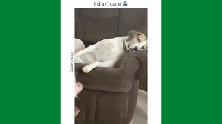 DOG VINES THAT WILL MAKE YOUR DAY