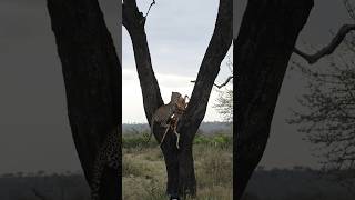 Leopard hunting Deer #wildlife #animals #shortsfeed #viralvideo