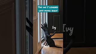 Have you seen Cats mimic birds before?  #catvideos #blackcats #catlover