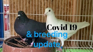 COVID 19 and racing pigeon breeding update.