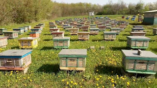 Beekeeping. Весна на пасеке.