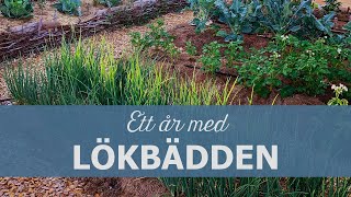 Ett år med lökbädden - från anläggning till skörd