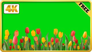 Red and yellow Tulip field green screen background loops