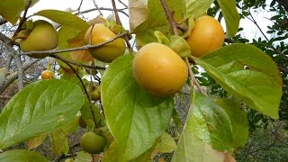 un arbre , le plaqueminier ; un fruit , le kaki