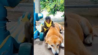 baby monkey playing with dog កូនស្វាលេងជាមួយឆ្កែ​​ #shorts  #monkeyvideo #monkeylove #monkeydluffy