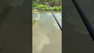 Tidak menyangka iseng-iseng memancing banyak ikan di sini #shortvideo #viral