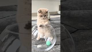 Kitten Adorably Plays With Ball || #shorts