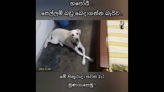 සෙල්ලම්බඩු බෙදාගන්න බැරිව.. | Trailer | #nekii #shorts #smart_dog_nekii