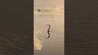 The crane gracefully dipped its long beak underwater, swiftly catching a fish in one smooth motion.