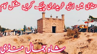 Shah Jamal Cow Mandi | Live Purchasing Cholistani Sahiwal Bachre || Global Village Farming