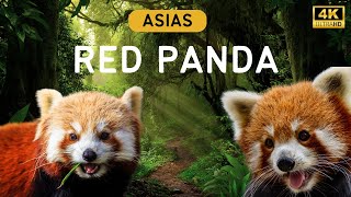 Asia's Red Pandas in 4K: Voted one of the cutest animals in the world