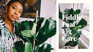 How to successfully care for a Fiddle Leaf Fig + New Plant Haul🌱🌿