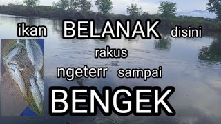 ngeterr sampai bengek. Bikin KETAGIHAN!! mancing ikan belanak dibelakang pabrik kayu lapis / kli