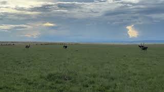 Tag, You're It! Hilarious Game of Ostrich Tag in Kenya 🌍🌞 | A Fun Wildlife Adventure 🌟🎥