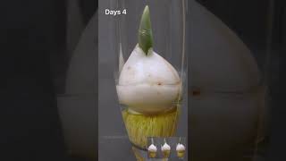 Growing Plants Time Lapse l 30 Days In 45 Seconds #Shorts